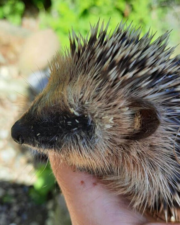 Igel mit Maden