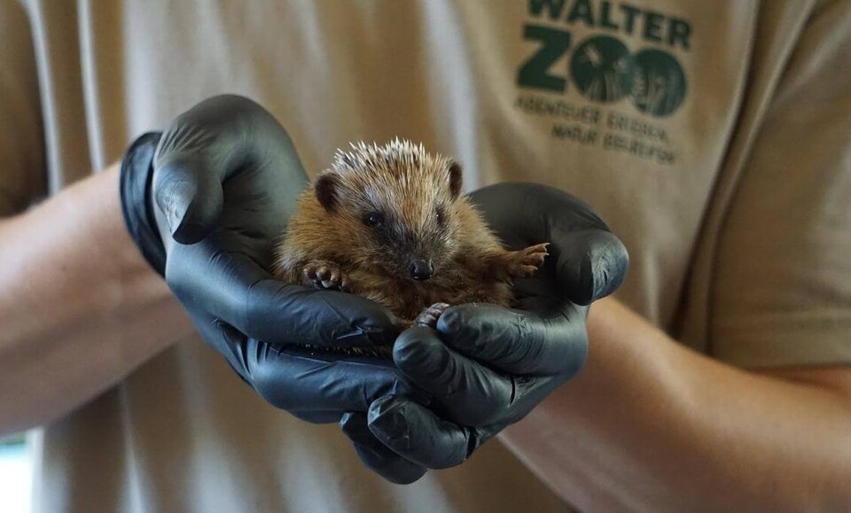 Igelpflegestation Zooareal