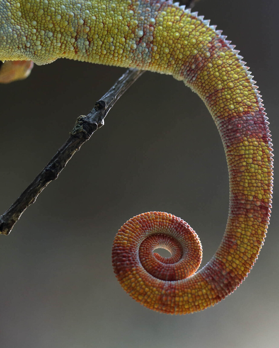 Pantherchamäleon Tiere