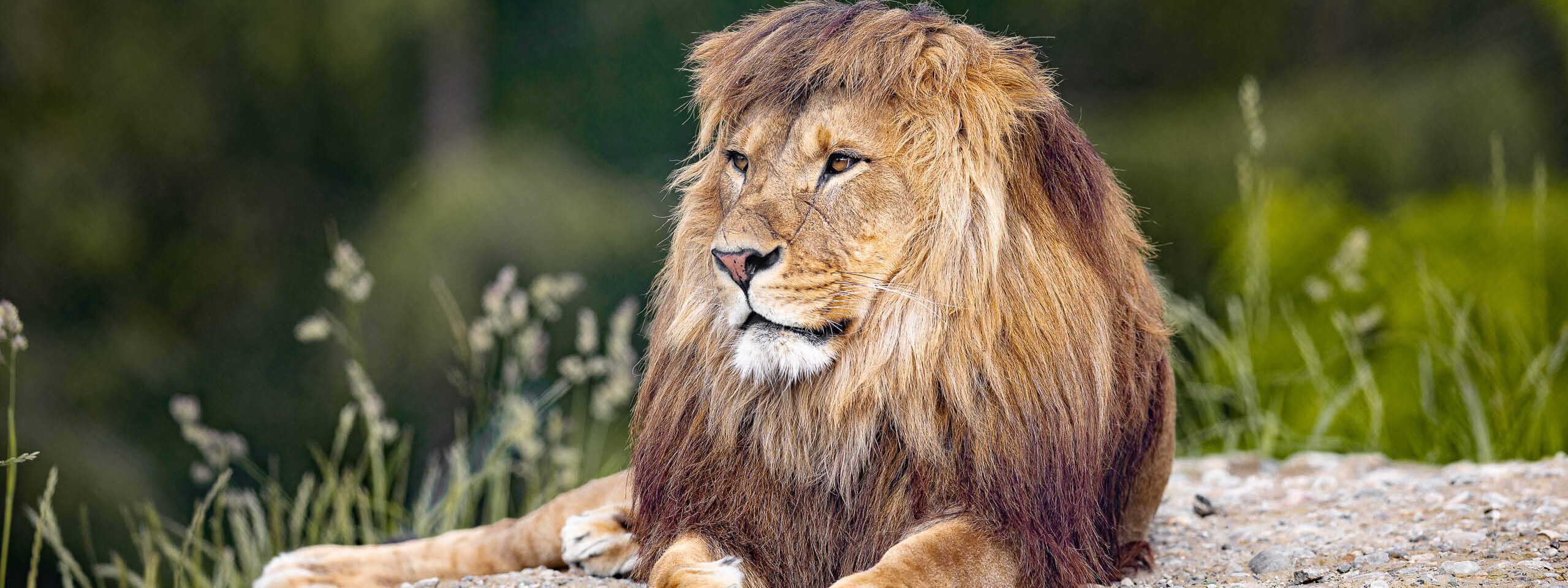 Patenschaft für den König der Tiere