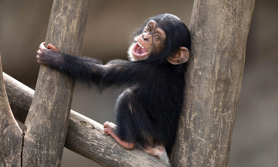 Schimpanse Tiere