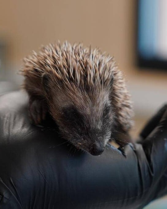 Igelpflegestation Zooareal