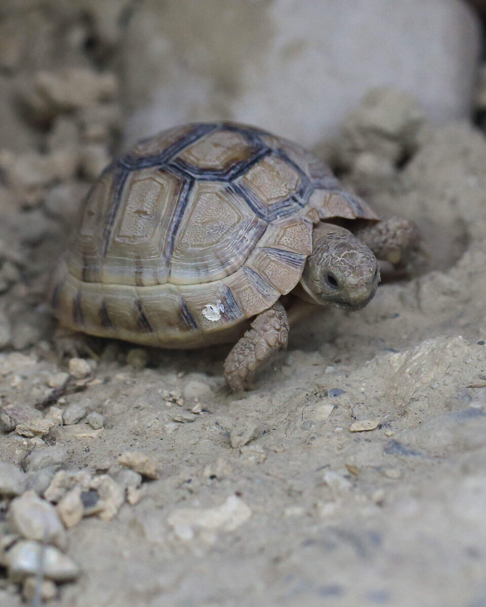 Ägyptische Landschildkröte Tiere